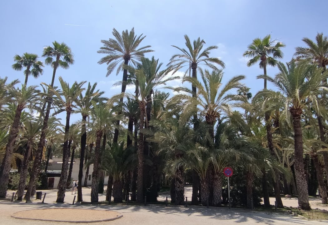 Media Maratón de Elche 2026 3